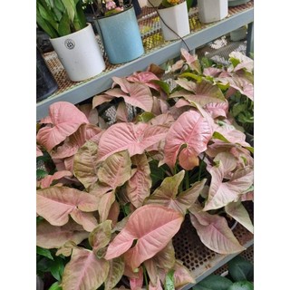 Cây trầu bà hồng