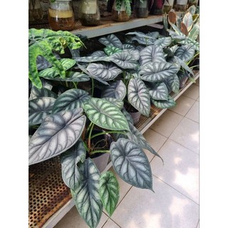 Chậu cây Rồng Xanh - Alocasia dragon scale - cây size lớn - cây kiểng lá