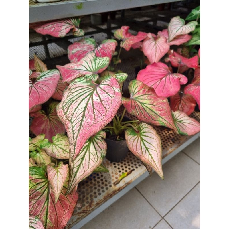 Cây môn thiên nga hồng - Caladium