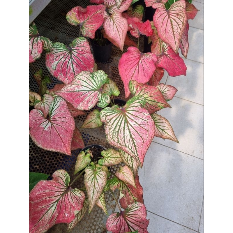 Cây môn thiên nga hồng - Caladium