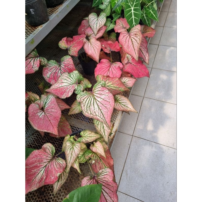 Cây môn thiên nga hồng - Caladium