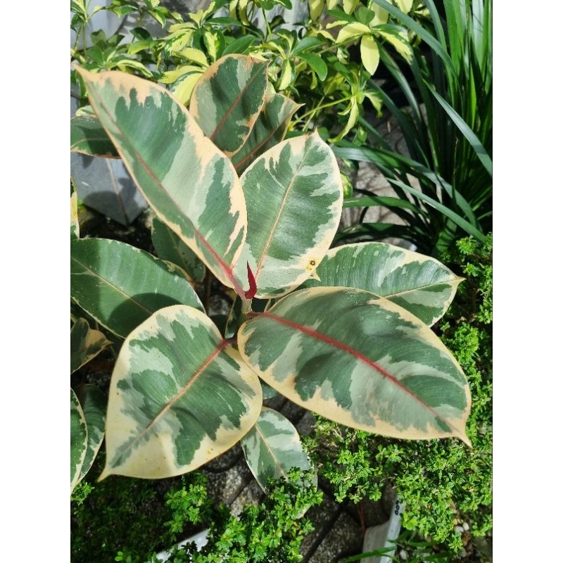 Chậu cây đa cẩm thạch đỏ (chậu 3 thân)