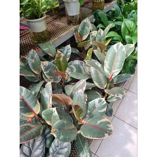 Chậu cây đa cẩm thạch đỏ (chậu 3 thân)