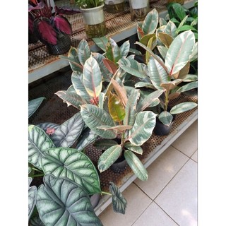 Chậu cây đa cẩm thạch đỏ (chậu 3 thân)