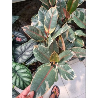Chậu cây đa cẩm thạch đỏ (chậu 3 thân)