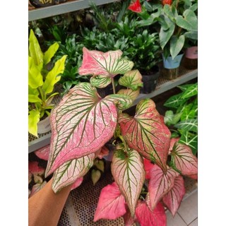 Cây môn thiên nga hồng - Caladium