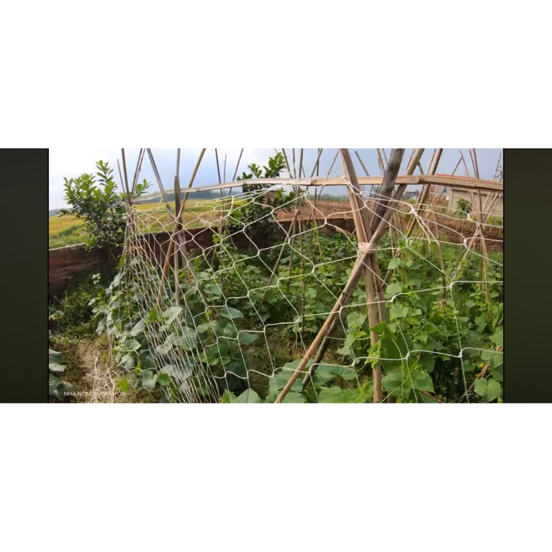 Lưới cước làm giàn leo trồng cây, lưới làm giàn bầu bí mướp