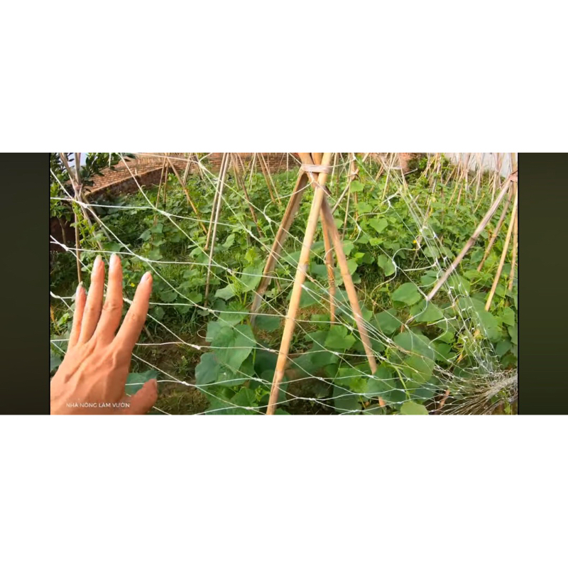 Lưới cước làm giàn leo trồng cây, lưới làm giàn bầu bí mướp