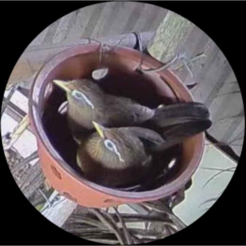 Cám chim kích đẻ