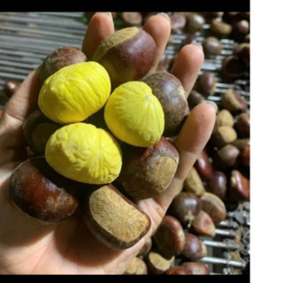 Hạt dẻ tươi trùng khánh hạt vàng loại 1
