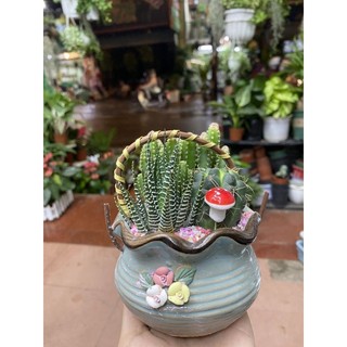 Giỏ xương rồng mix