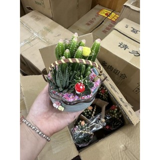 Giỏ xương rồng mix