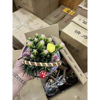 Giỏ xương rồng mix