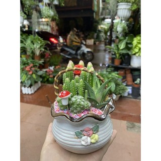 Giỏ xương rồng mix