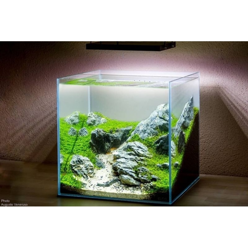 Bể cá kích thước 30x30x20