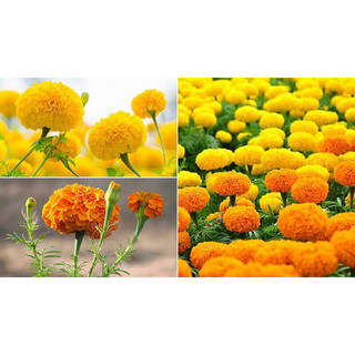 Hạt giống Hoa Cúc Vạn Thọ Mỹ ~200H Hạt