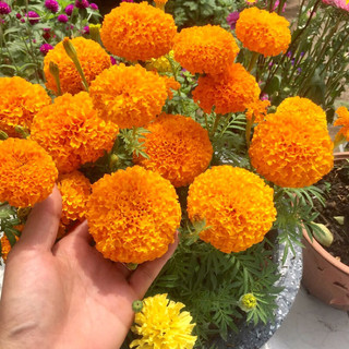 Hạt giống Hoa Cúc Vạn Thọ Mỹ ~200H Hạt