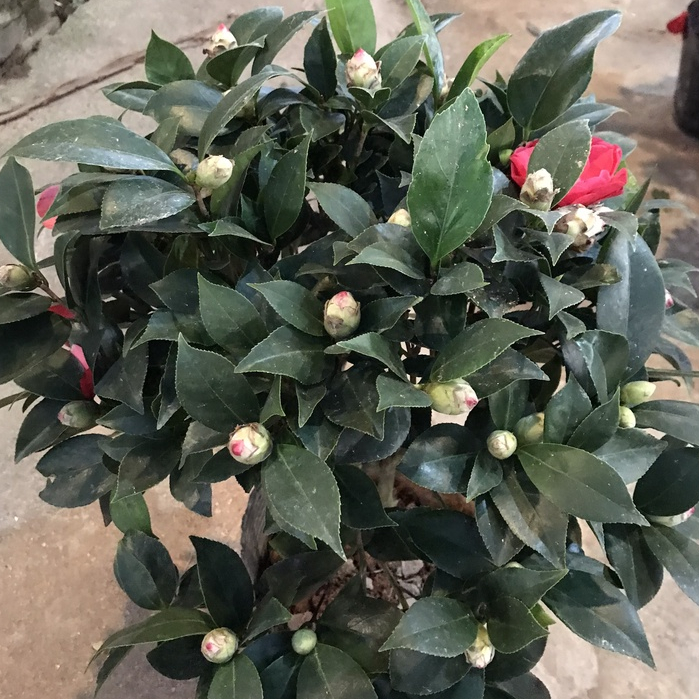 Cây trà my đang nụ hoa cây cao 50-55 cm bắt mắt mang lại may mắn thích hợp trồng trang trí nội thất, sân vườn