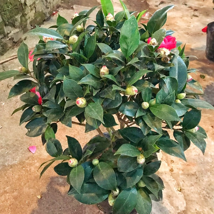 Cây trà my đang nụ hoa cây cao 50-55 cm bắt mắt mang lại may mắn thích hợp trồng trang trí nội thất, sân vườn