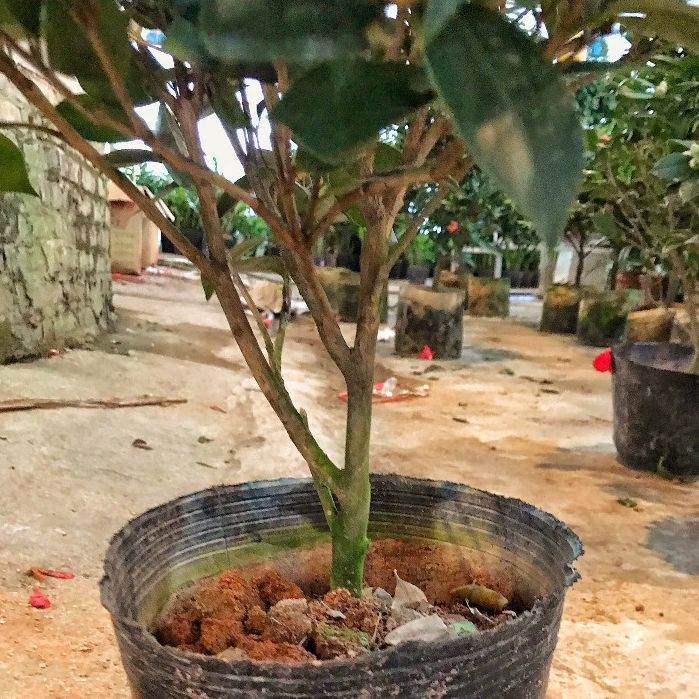 Cây trà my đang nụ hoa cây cao 50-55 cm bắt mắt mang lại may mắn thích hợp trồng trang trí nội thất, sân vườn