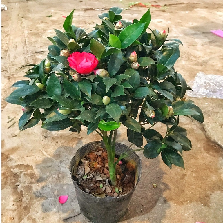 Cây trà my đang nụ hoa cây cao 50-55 cm bắt mắt mang lại may mắn thích hợp trồng trang trí nội thất, sân vườn