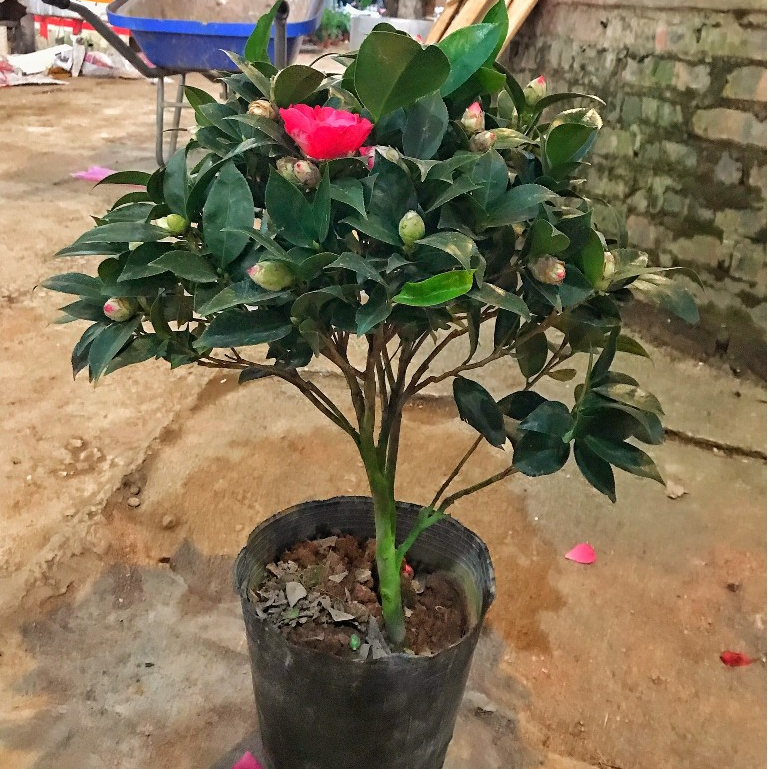 Cây trà my đang nụ hoa cây cao 50-55 cm bắt mắt mang lại may mắn thích hợp trồng trang trí nội thất, sân vườn