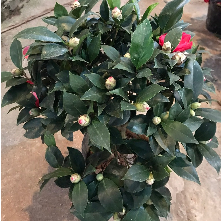 Cây trà my đang nụ hoa cây cao 50-55 cm bắt mắt mang lại may mắn thích hợp trồng trang trí nội thất, sân vườn