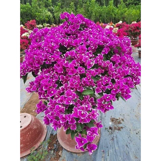 Hoa giấy bướm tím ngoại nhập ghép hom 50cm