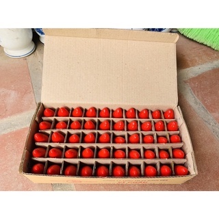 Bóng đèn quả nhót thắp đèn thờ màu đỏ, đui đuôi E12