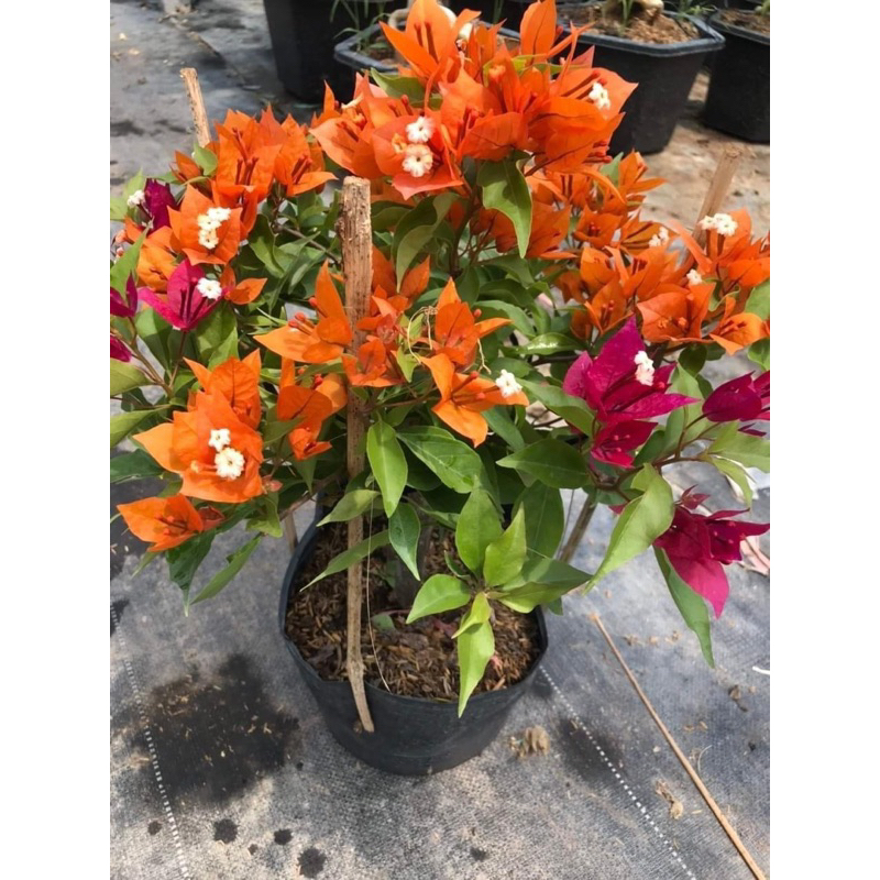 HOA GIẤY 1-2-3 MÀU LỬA