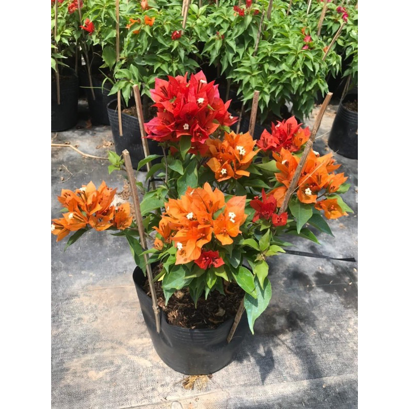 HOA GIẤY 1-2-3 MÀU LỬA