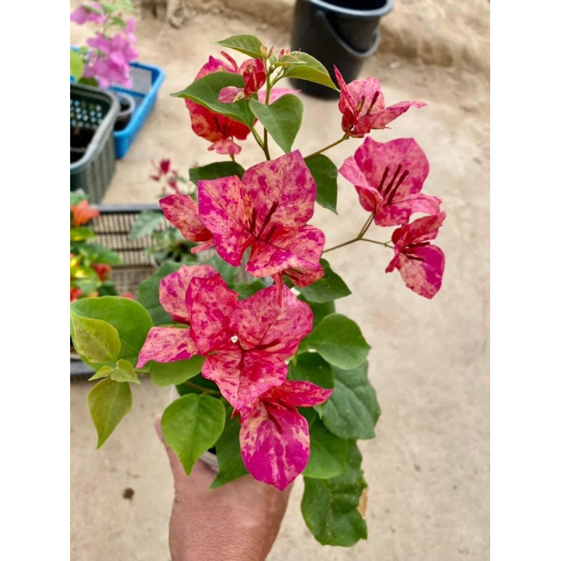 HOA GIẤY GIỐNG MỚI KRISTINA - RUBY ĐỐM