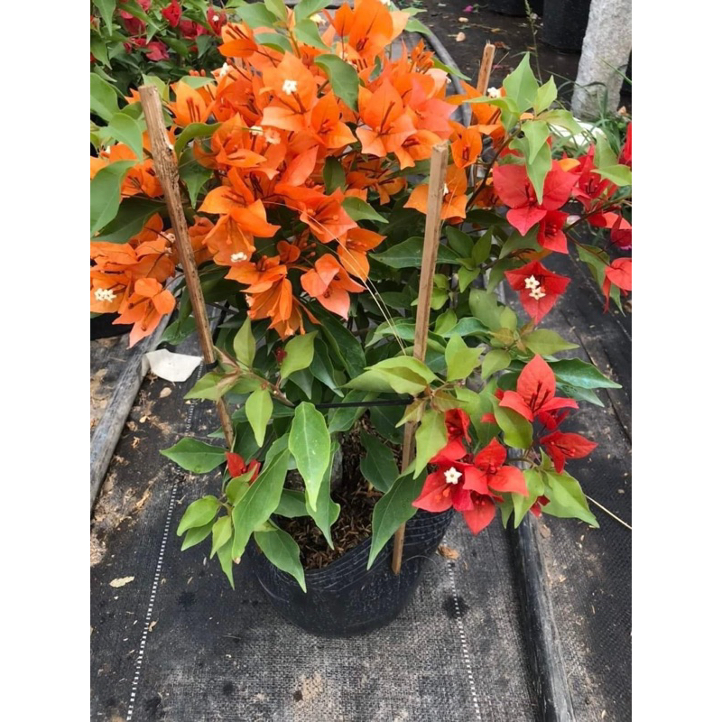 HOA GIẤY 1-2-3 MÀU LỬA