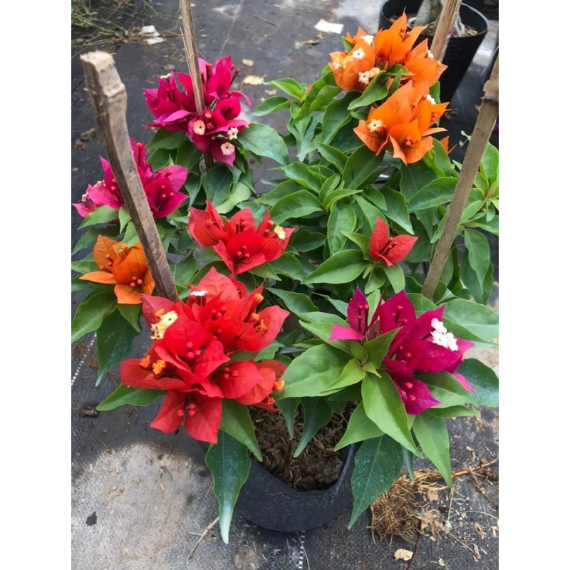 HOA GIẤY 1-2-3 MÀU LỬA