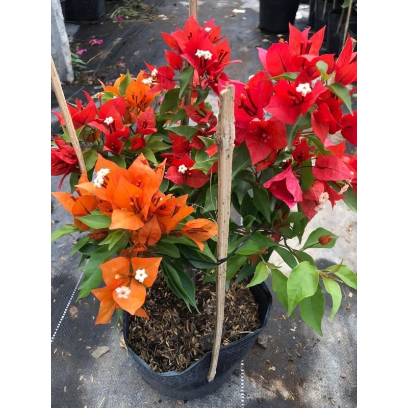 HOA GIẤY 1-2-3 MÀU LỬA