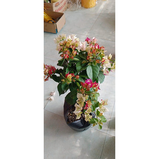 Hoa giấy tiểu ấn độ giống mới siêu hoa