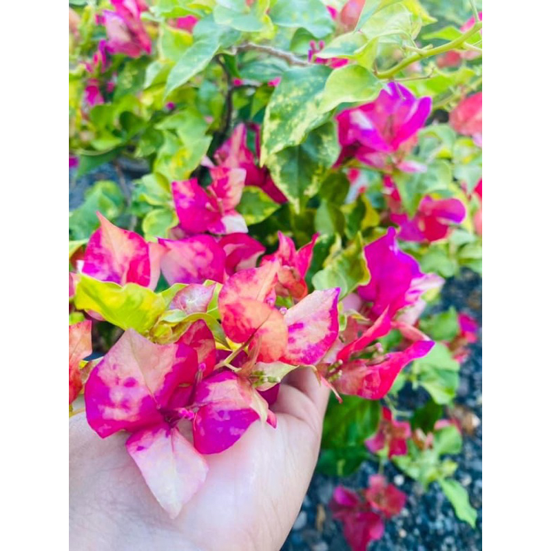 HOA GIẤY ĐỎ THÁNG 9 RED SEPTEMBER 20cm