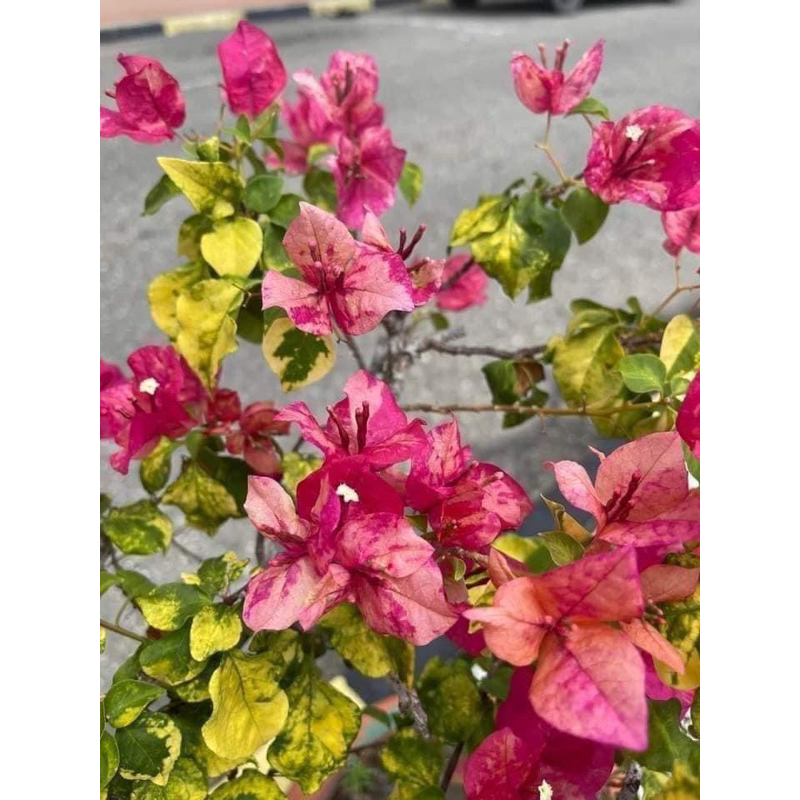 HOA GIẤY ĐỎ THÁNG 9 RED SEPTEMBER 20cm