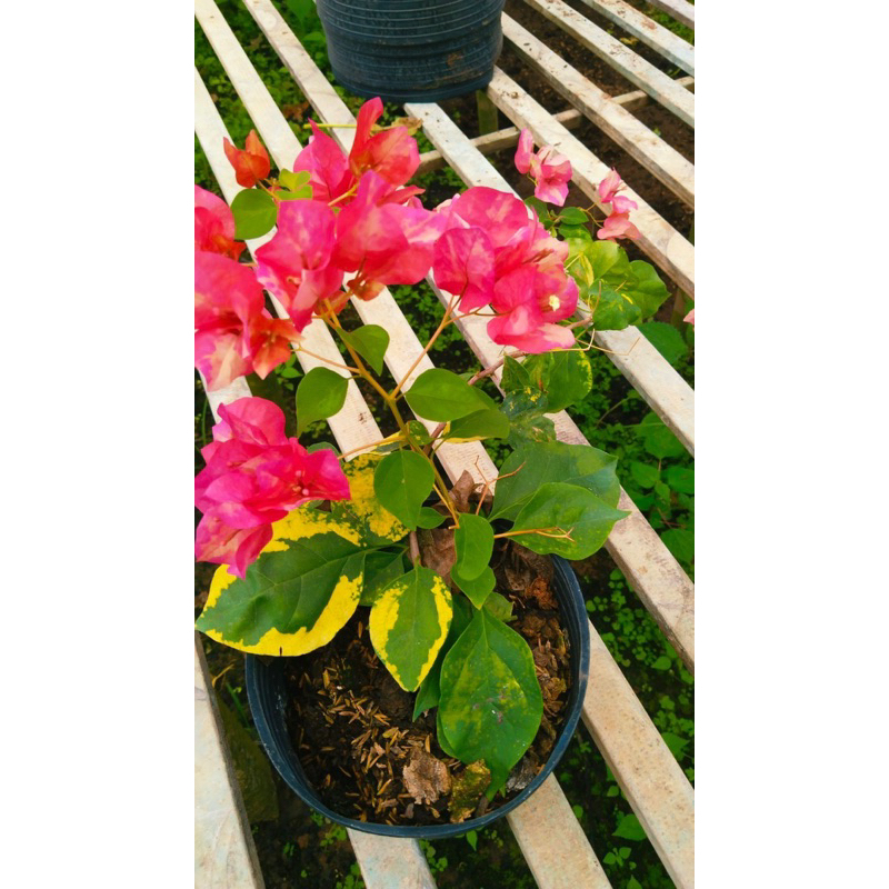 HOA GIẤY ĐỎ THÁNG 9 RED SEPTEMBER 20cm