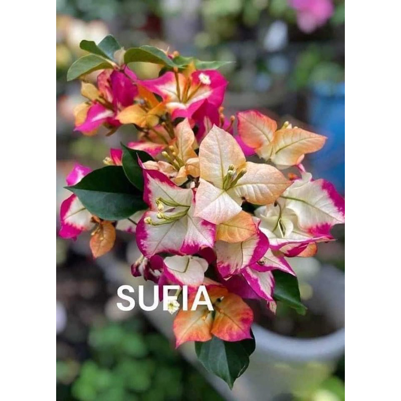 HOA GIẤY SUFIA CÂY GIỐNG 20CM