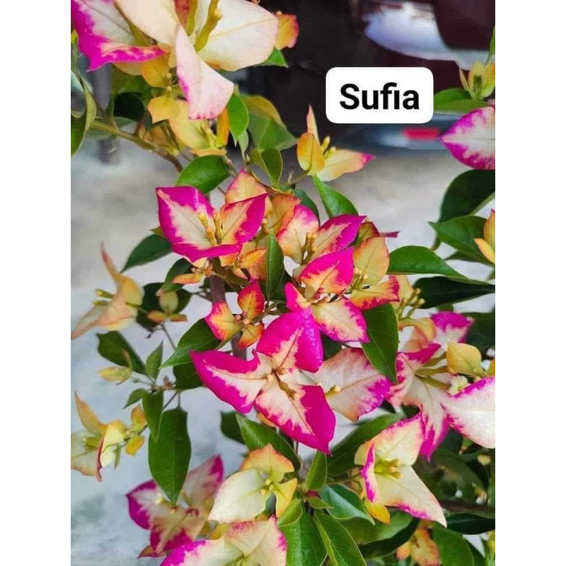 HOA GIẤY SUFIA CÂY GIỐNG 20CM