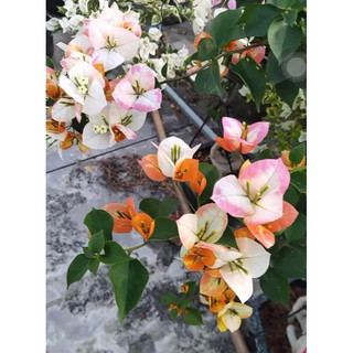 Hoa giấy giống mới - golden sunshine cây nguyên bản 20cm