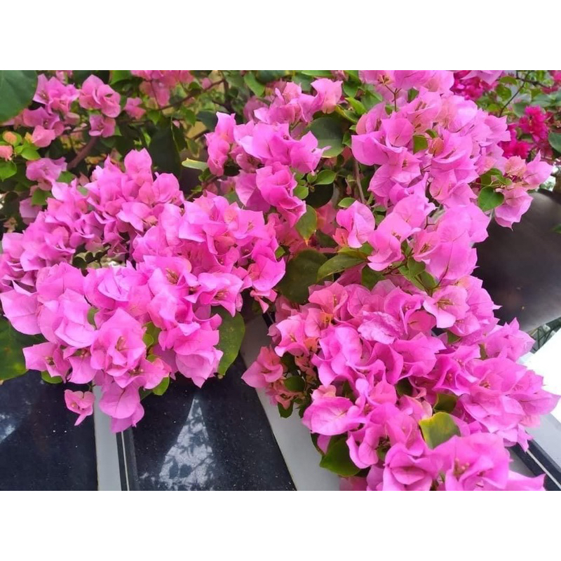 HOA GIẤY HỒNG PHẤN GIAI NHÂN CÂY GIÂM CÀNH