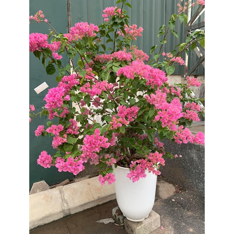 HOA GIẤY HỒNG PHẤN GIAI NHÂN CÂY GIÂM CÀNH