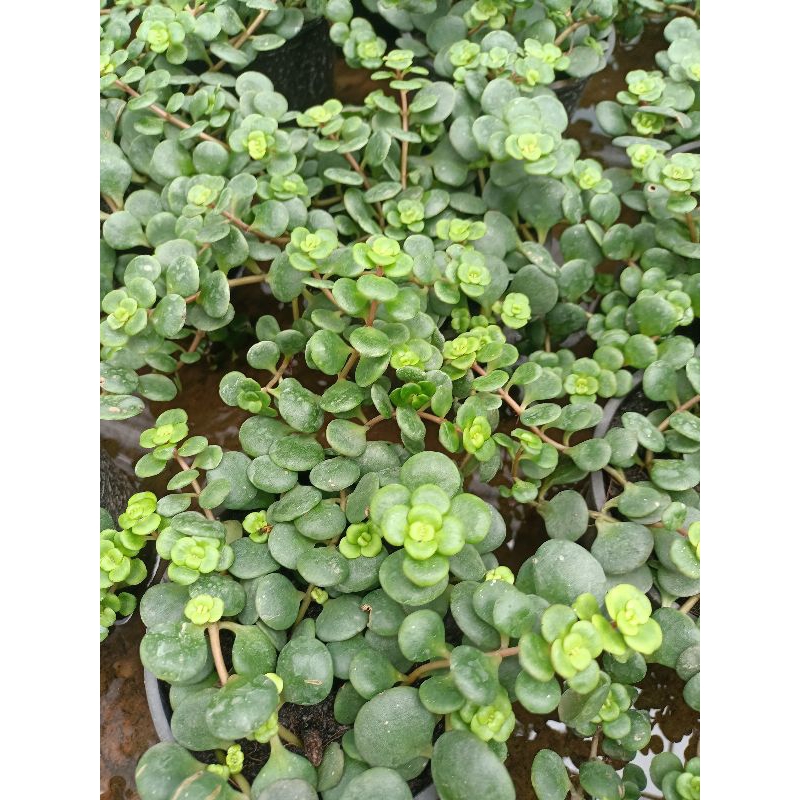 Chậu cây treo serum hoa hồng xanh