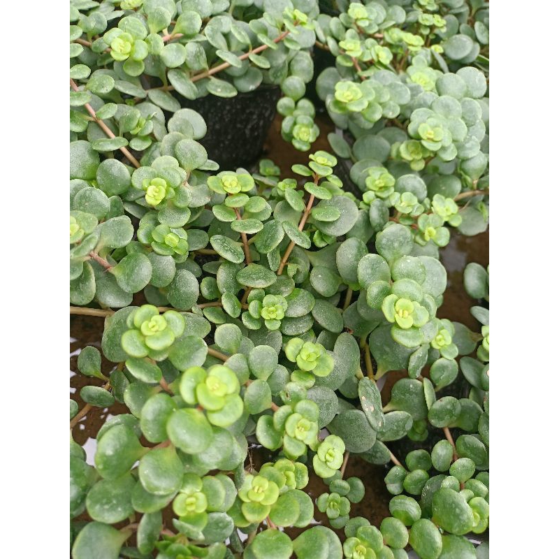 Chậu cây treo serum hoa hồng xanh