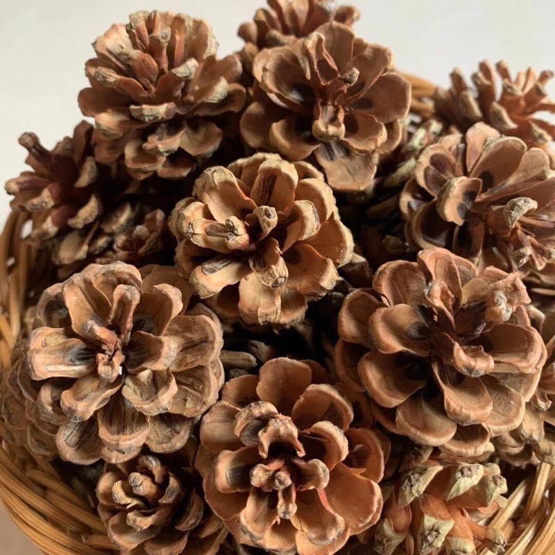 Quả thông khô trang trí.