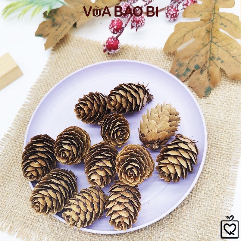 Quả thông khô trang trí.