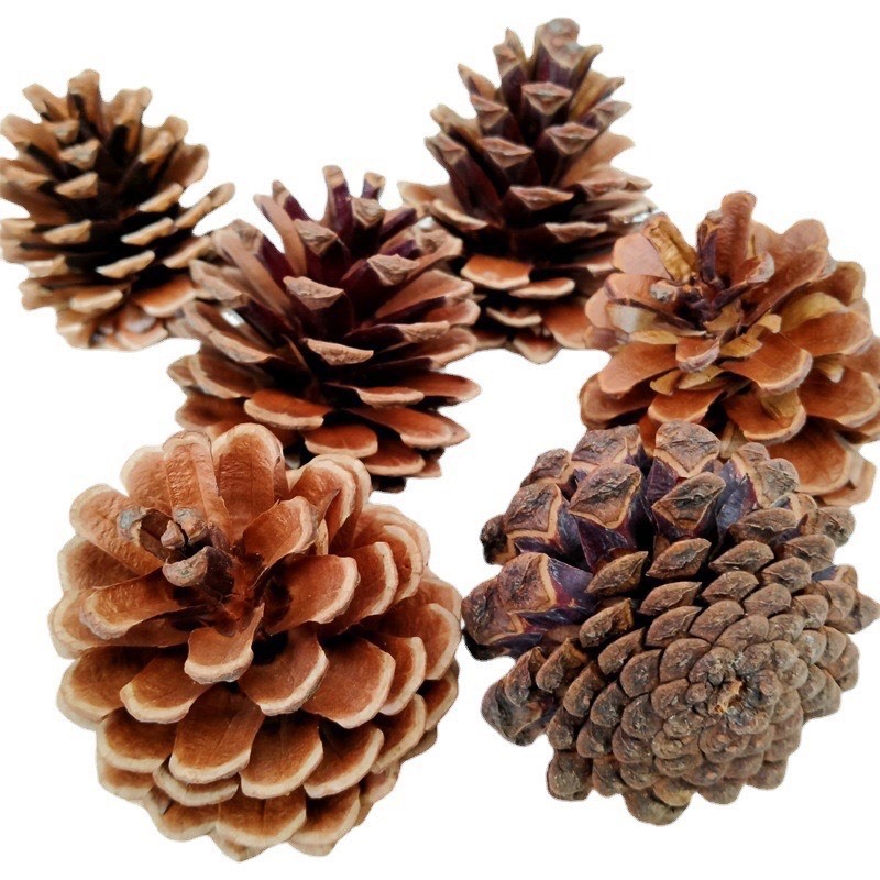 Quả thông khô trang trí.