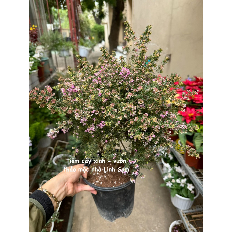 Erica rosea / chuông gió